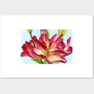 Lilium  &#39;Double Sensation&#39;   Double Asiatic lily Posters and Art